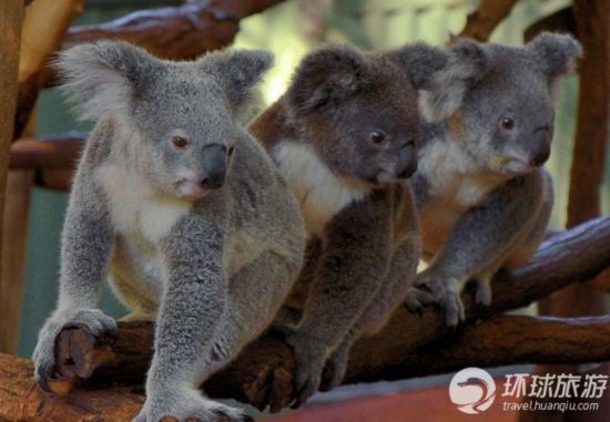 暑期亲子神奇之旅 畅游世界十大动物园,陕西旅