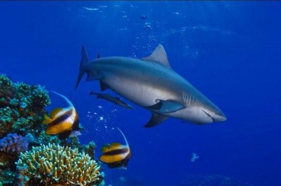 牛鲨:斐济的贝卡环礁