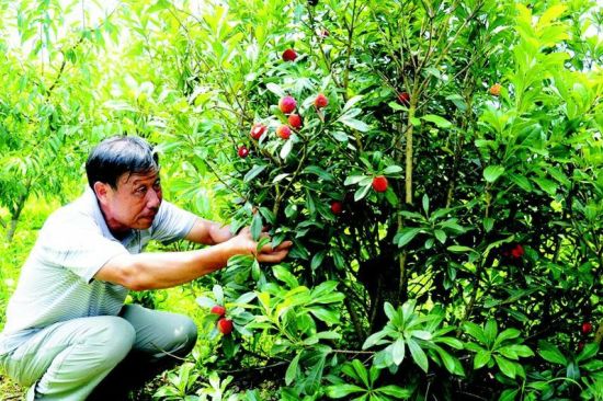 杨梅城固试种成功 汉中市果业种植又添特色品