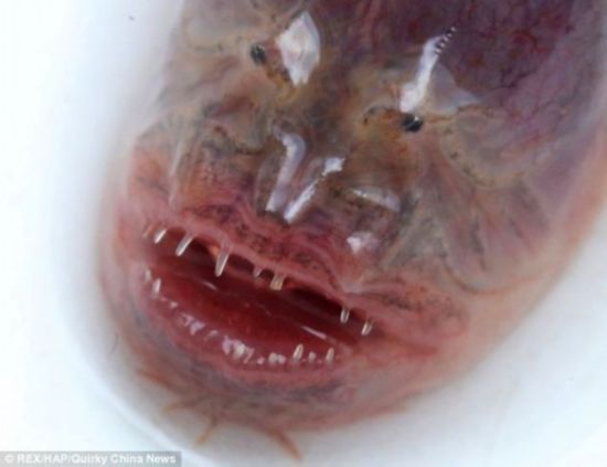 太湖惊现罕见紫鳗虾虎鱼 面相恐怖似异形生物