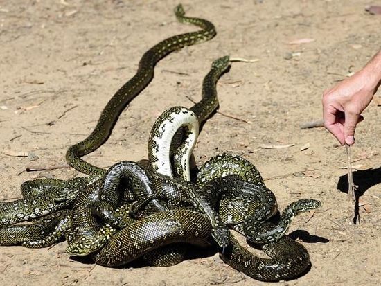 澳大利亚男子在家后院遇8条蟒蛇成团交配