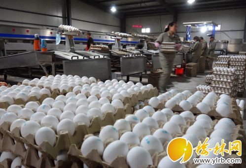 蕾 蛋鸡养殖全国同行业第3 年产鸡蛋2万吨_新