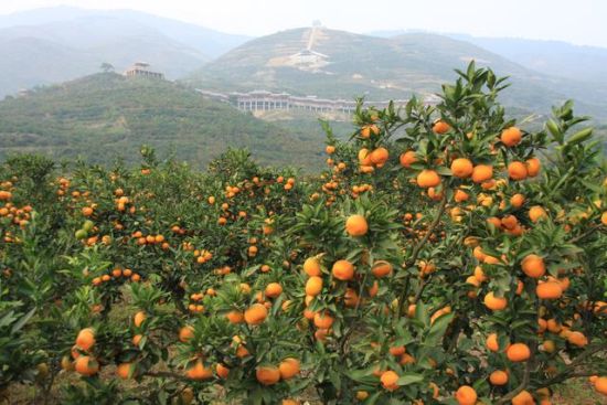 汉中生态优势创新引领特色现代农业