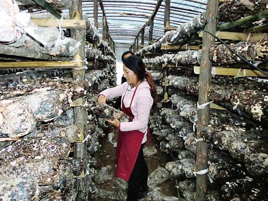 洛南县古城镇中联村大力发展香菇产业